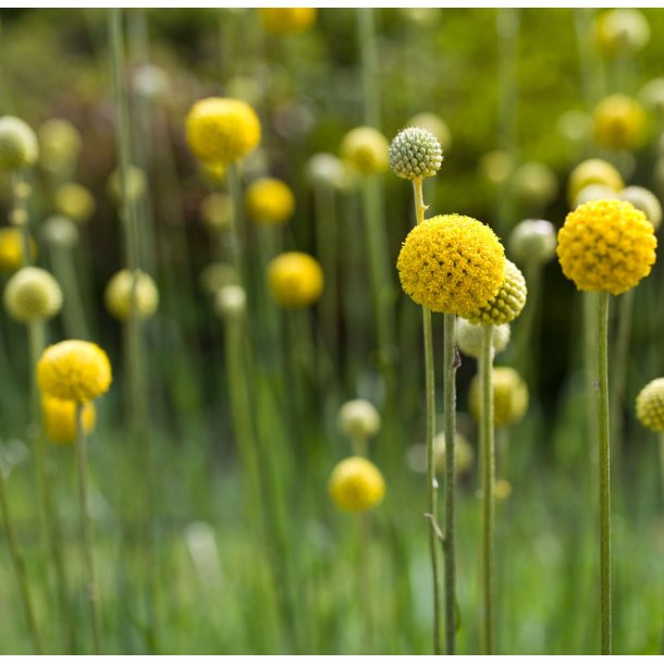 Trommestik. Craspedia globosa. Fr