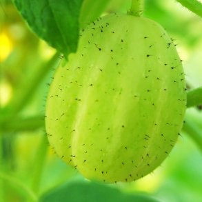 Agurk fr�. Crystal apple. Cucumis sativus. Ca. 10 Fr�.