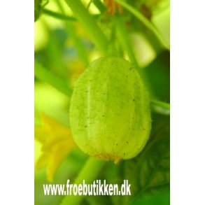 Agurk. Crystal apple. Cucumis sativus. Fr.