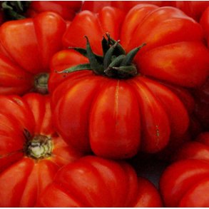 Tomat. Costoluto Genovese. Solanum lycopersicum. Fr