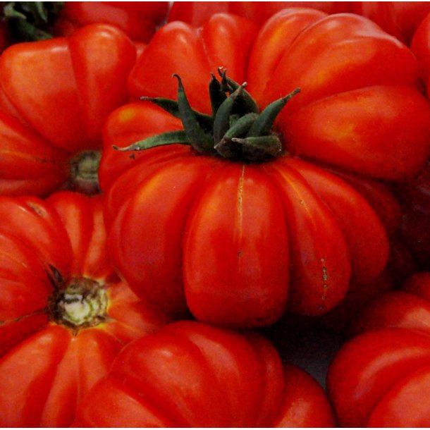 Tomat. Costoluto Genovese. Solanum lycopersicum. Fr