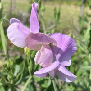 rteblomster. Cuthbertson Frank. Lathyrus odoratus. Fr.