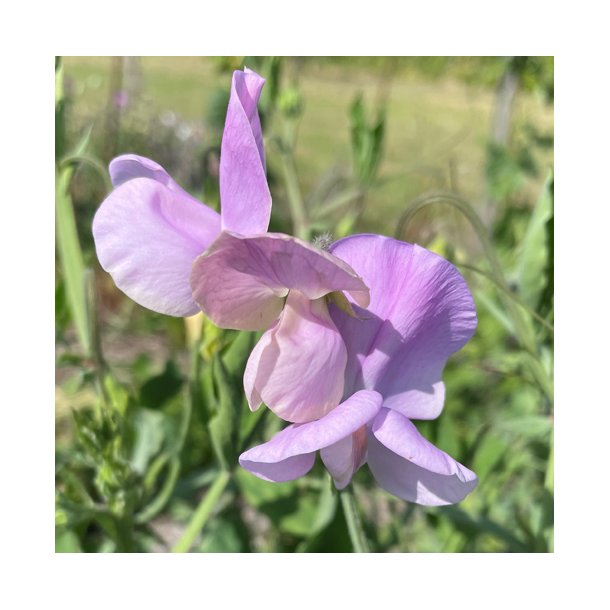 rteblomster. Cuthbertson Frank. Lathyrus odoratus. Fr.