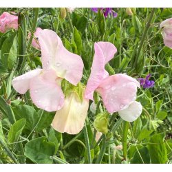 rteblomster. Cuthbertson Lois. Lathyrus odoratus. fr