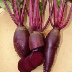 R�dbeder fr�. Cylindra. Beta vulgaris. Ca. 280 Fr�.