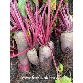 Rdbeder. Cylindra. Beta vulgaris. Fr.