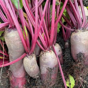 R�dbeder fr�. Cylindra. Beta vulgaris. Ca. 280 Fr�.