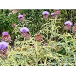 Kardon. Cynara cardunculus. kologisk. Fr