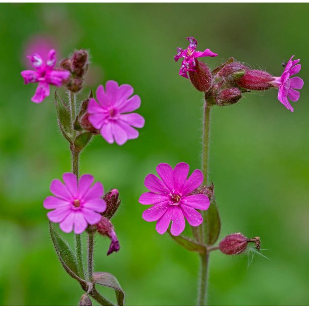 Dagpragtstjerne fr. Silene dioica. Ca. 650 Fr