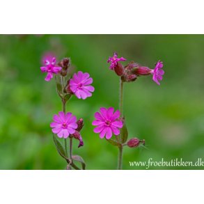 Dagpragtstjerne. Silene dioica. Fr