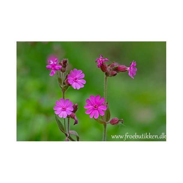 Dagpragtstjerne. Silene dioica. Fr