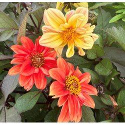 Georginer. Bloody Mary mix. Dahlia variabilis. fr