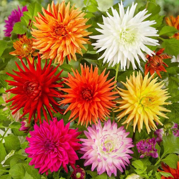 Georginer fr�. Cactus flowered mix. Dahlia variabilis. Ca. 180 Fr�.
