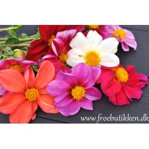 Georginer. Coltness Dahlia variabilis.  Fr.