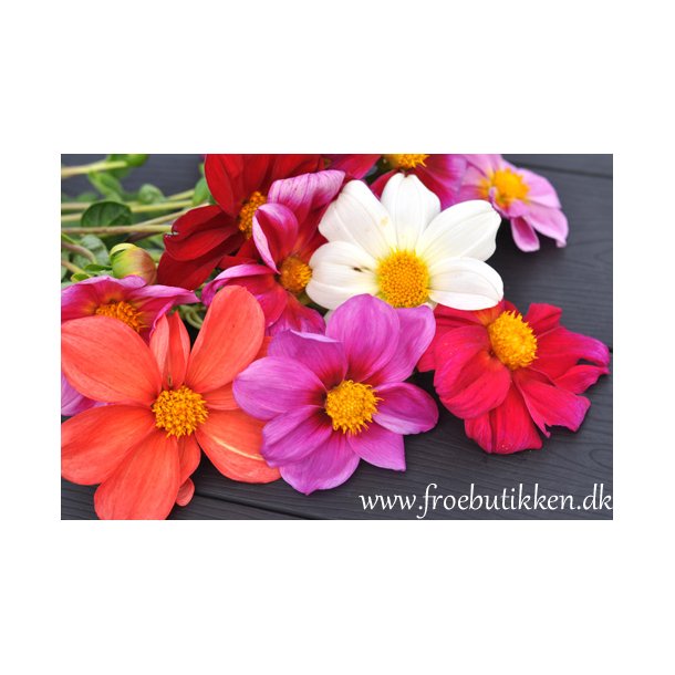 Georginer. Coltness Dahlia variabilis.  Fr.