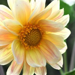 Georginer. Dahlia variabilis. Giant decorative. Ca. 1400 Fr�.