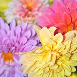 Georginer fr�. Giant decorative. Dahlia variabilis. Ca. 70 Fr�.
