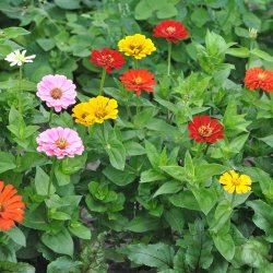 Fr�kenhat fr�. Dahlia flowered Mix. Zinnia elegans. XL pose. Ca. 2900 Fr�.