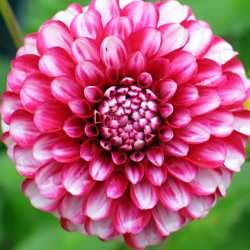 Georginer fr�. Pompon mix. Dahlia variabilis. Ca. 200 Fr�.