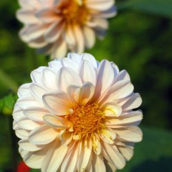 Georginer fr�. Pompon mix. Dahlia variabilis. Ca. 200 Fr�.