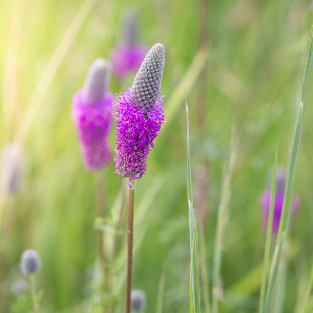 Pr�riekl�ver fr�. Dalea purpurea. Lilla. Ca. 300 Fr�