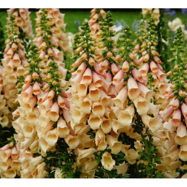 Fingerbl. Dalmatian Peach. Digitalis purpurea. F1. Fr