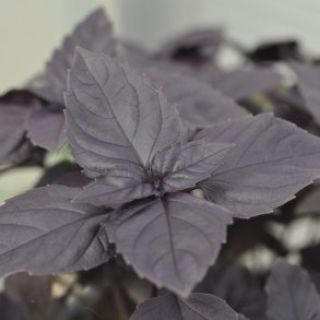 Basilikum fr�. Dark Opal. Ocimum basilicum. Ca. 210 �kologiske fr�.
