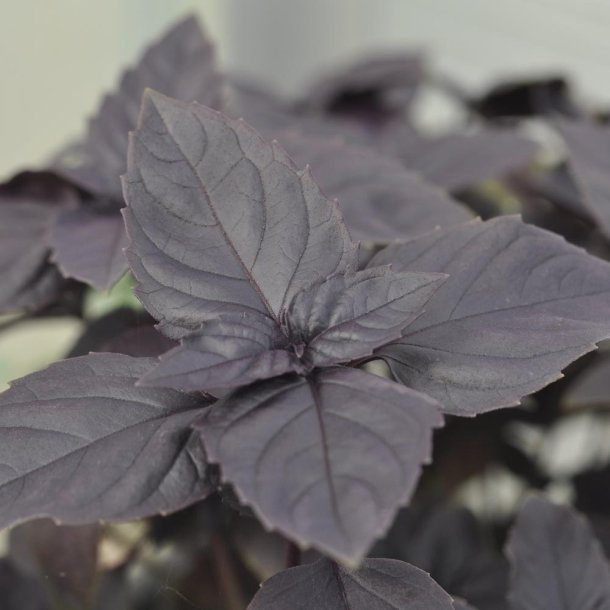 Basilikum fr�. Dark Opal. Ocimum basilicum. Ca. 210 �kologiske fr�.