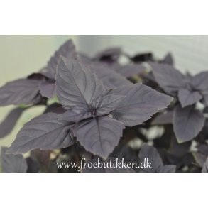 Basilikum. Ocimum basilicum. Dark opal. kologisk. Fr.