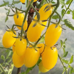 Tomat fr�. Dattolime. Solanum lycopersicum. F1. Ca. 6 Fr�