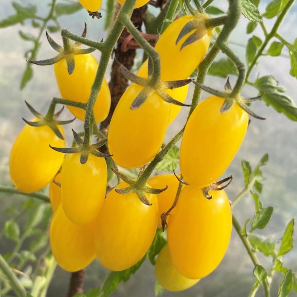 Tomat fr�. Dattolime. Solanum lycopersicum. F1. Ca. 6 Fr�