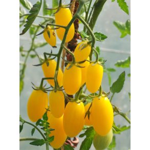 Tomat. Dattolime. Solanum lycopersicum. F1. Fr