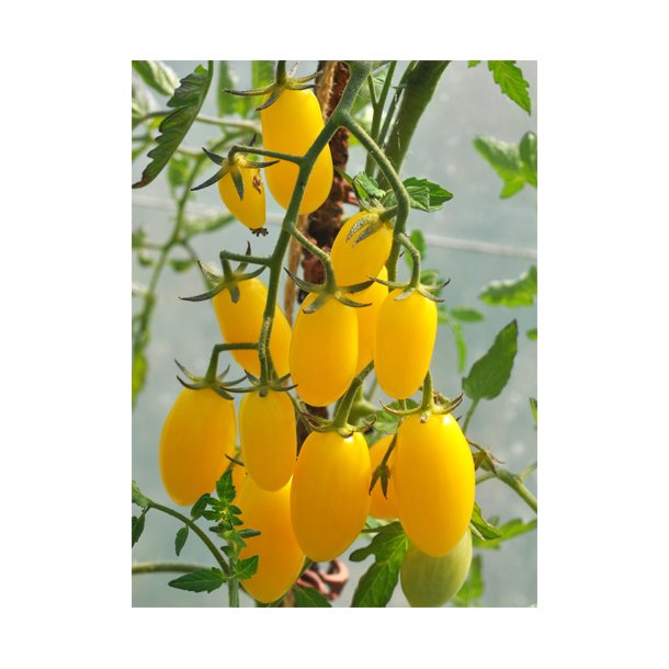 Tomat. Dattolime. Solanum lycopersicum. F1. Fr
