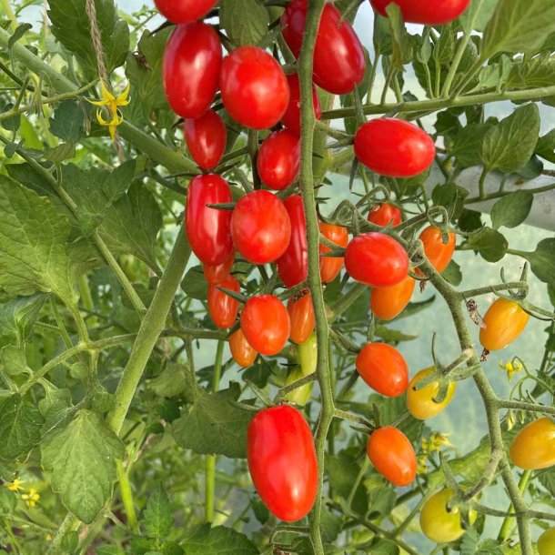 Tomat fr�. Dattored. Solanum lycopersicum. F1. Ca. 8 Fr�.