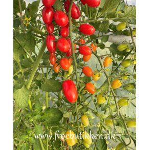 Tomat. Dattored. Solanum lycopersicum. F1. Fr.