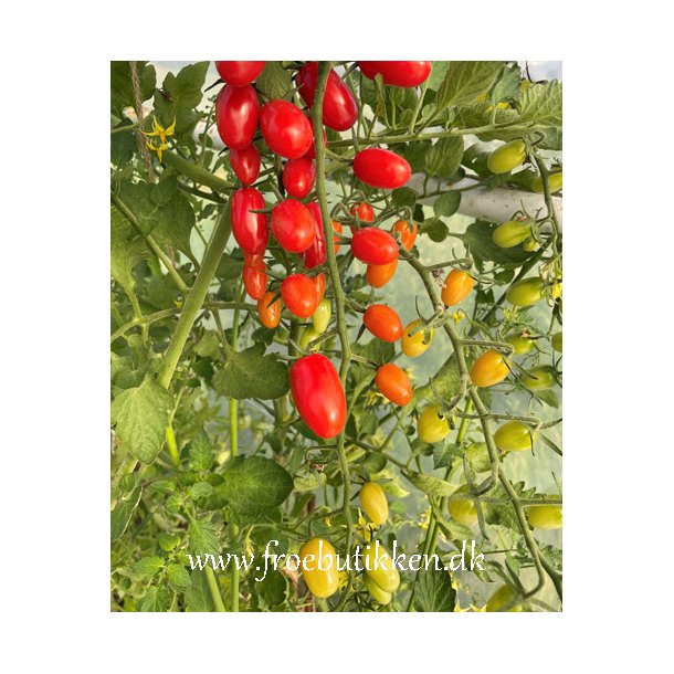 Tomat. Dattored. Solanum lycopersicum. F1. Fr.