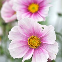 Stolt kavaler fr�. Sensation. Daydream. Cosmos bipinnatus. XL pose. Ca. 5500 Fr�.