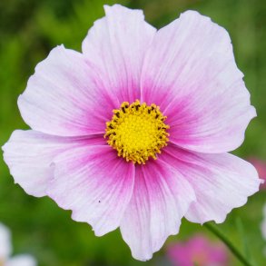 Stolt kavaler fr. Sensation. Daydream. Cosmos bipinnatus. XL pose. Ca. 5500 Fr.