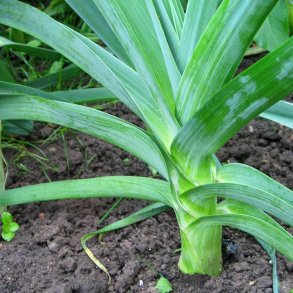 Porre. Carentan 2. Allium porrum. kologisk. Fr