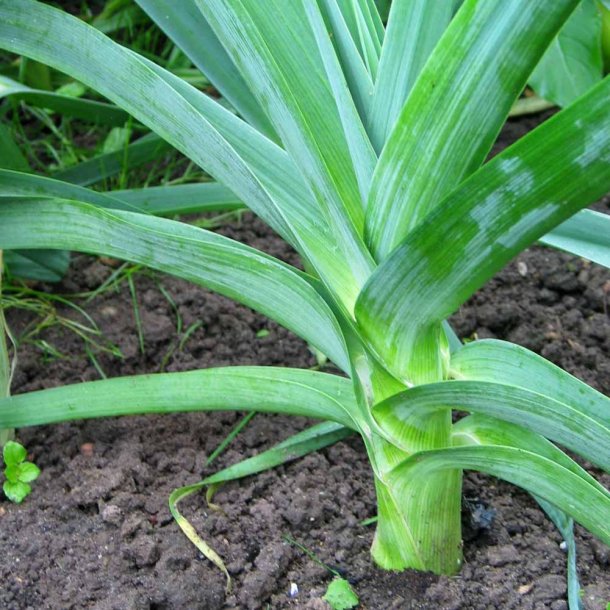 Porre fr�. Carentan 2. Allium porrum. Ca. 480 �kologiske fr�