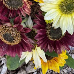 Solsikke fr�. Debilis mixed. Helianthus debilis. F1. Ca. 150 Fr�