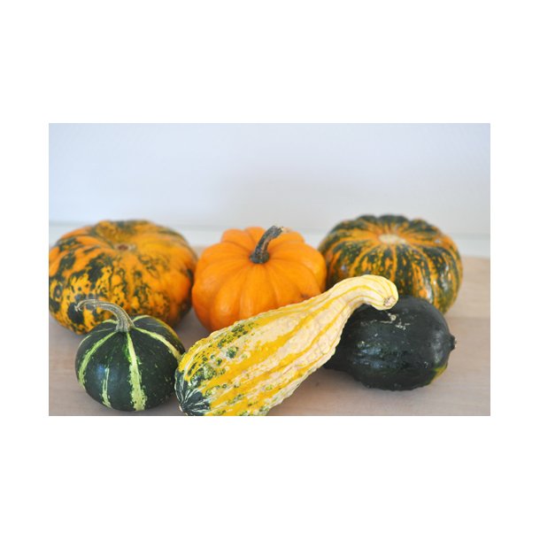 Grskar. Dekoration. Cucurbita pepo. Fr.