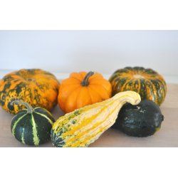 Grskar. Dekoration. Cucurbita pepo. Fr.