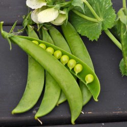 �rter fr�. Delikett. Pisum sativum. Ca. 280 Fr�.