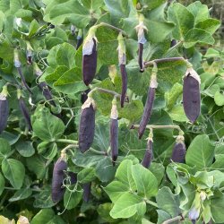 �rter fr�. Purple-podded. Desiree. Pisum sativum. Ca. 240 Fr�.