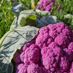 Blomk�l fr�. Di Sicilia violetto. Brassica oleracea. Ca. 350 Fr�.