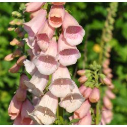 Fingerbl. Apricot. Digitalis purpurea. Fr