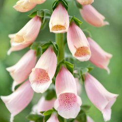 Fingerb�l fr�. Apricot. Digitalis purpurea. Ca. 5000 Fr�