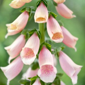 Fingerb�l fr�. Apricot. Digitalis purpurea. Ca. 5000 Fr�