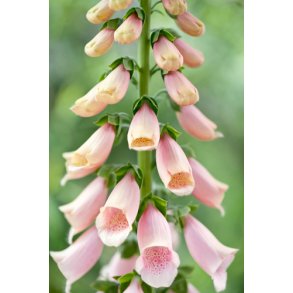 Fingerbl. Apricot. Digitalis purpurea. Fr